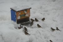 vrabci na slunečnici